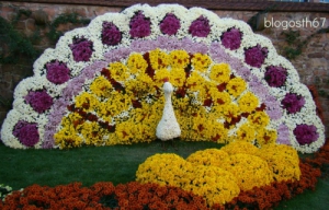 chrysanthema 1.jpg