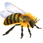 wellin,commune,abeille,insémination,andré,bosseaux,apiculteur,tv,lux,blog,sudinfo,sudpresse,la meuse,luxemboug,province,philippe,alexandre