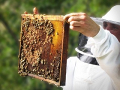 apiculteur.jpg