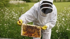 apiculture.jpg