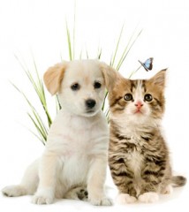 saison de la prévention,vétérinaire,chien,chat,wellin,commune de wellin,blog de wellin,blog wellin,blog,blogs,philippe alexandre,sudpresse